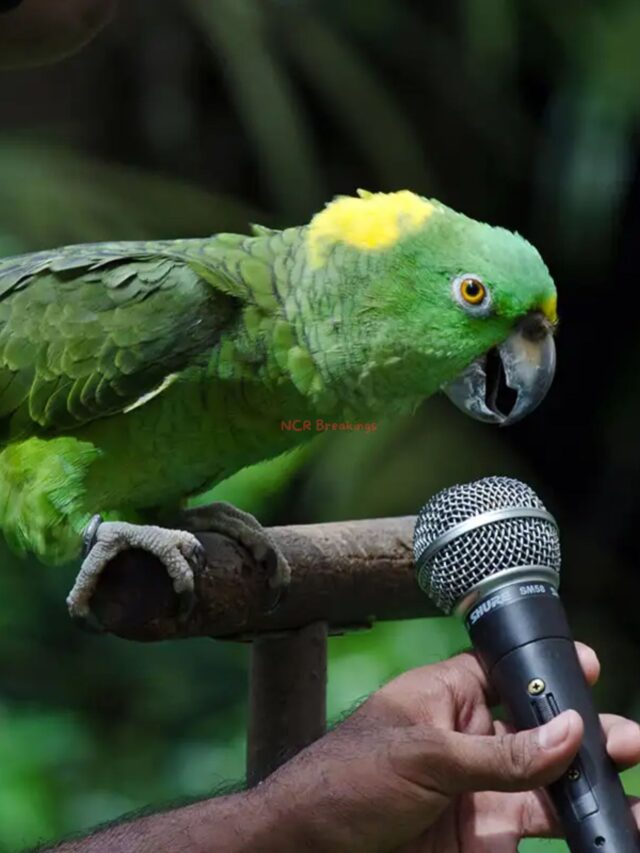 Top 10 Birds That Can Mimic Human Speech