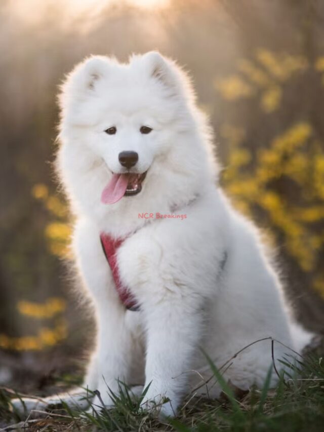 Top 10 Extraordinary Dogs & Their Amazing Stories