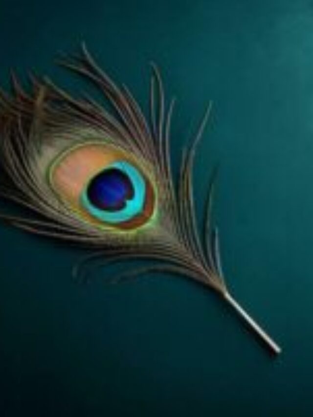 Vastu Secret: Pigeon Feathers Bring Wealth & Good Luck